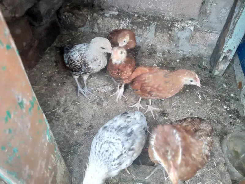 male and female available Whatsapp 03417945892 read description — photo 8