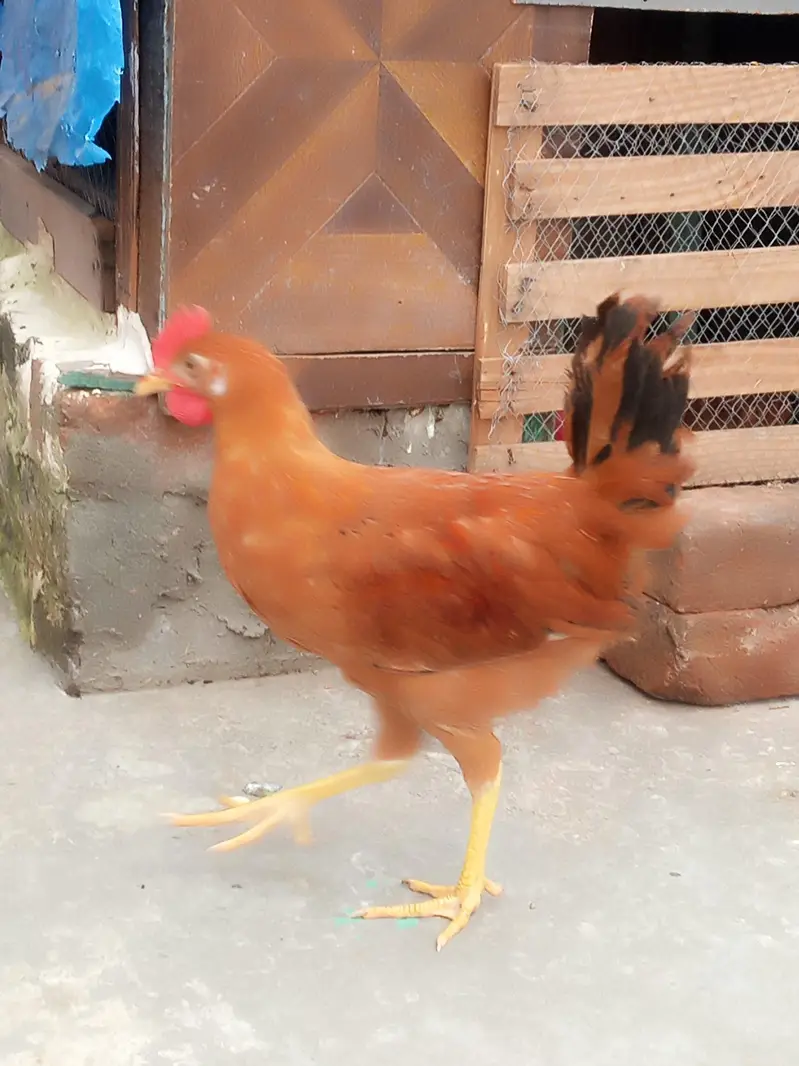 male and female available Whatsapp 03417945892 read description — photo 9