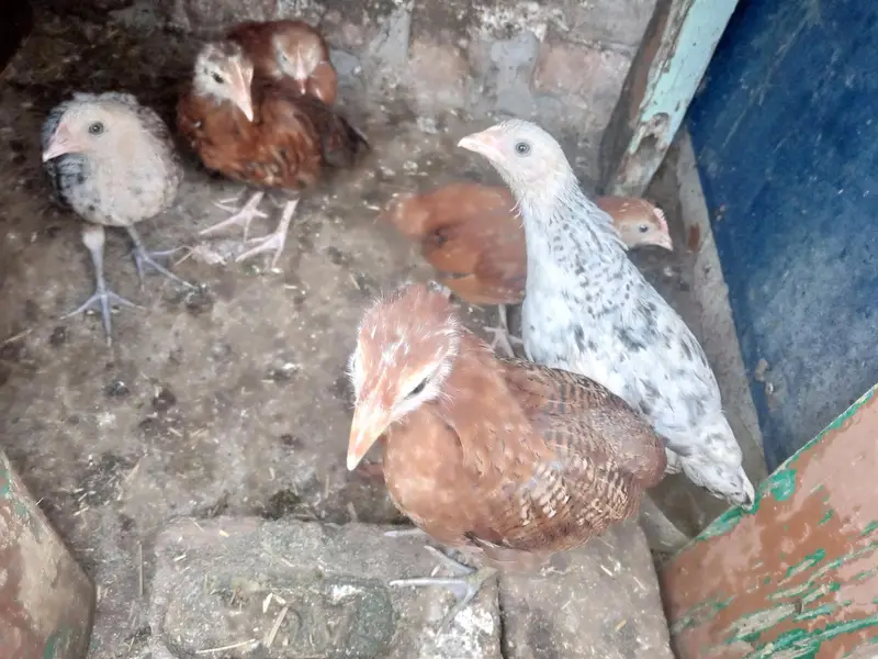male and female available Whatsapp 03417945892 read description — photo 10