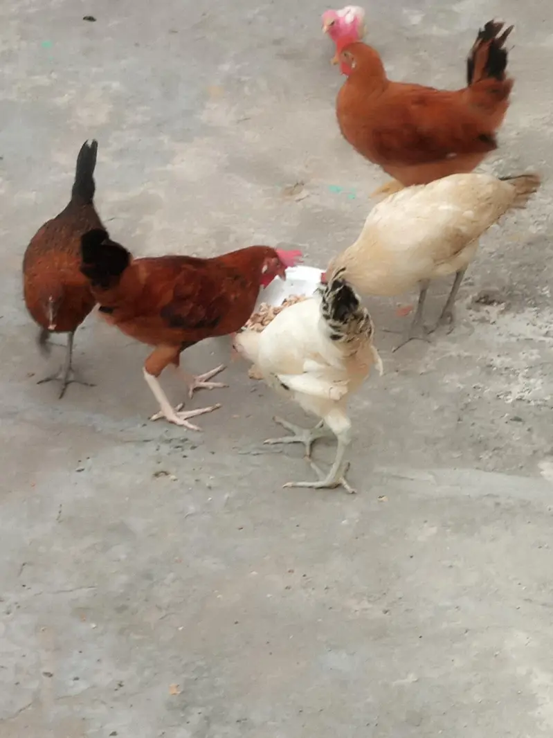 male and female available Whatsapp 03417945892 read description — photo 11