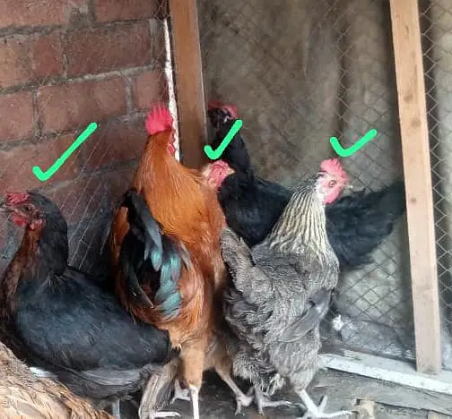 Golden egg laying hens and cage for sale — photo 8
