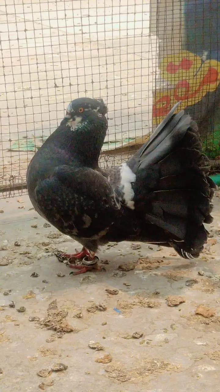 Golden egg laying hens and cage for sale — photo 9