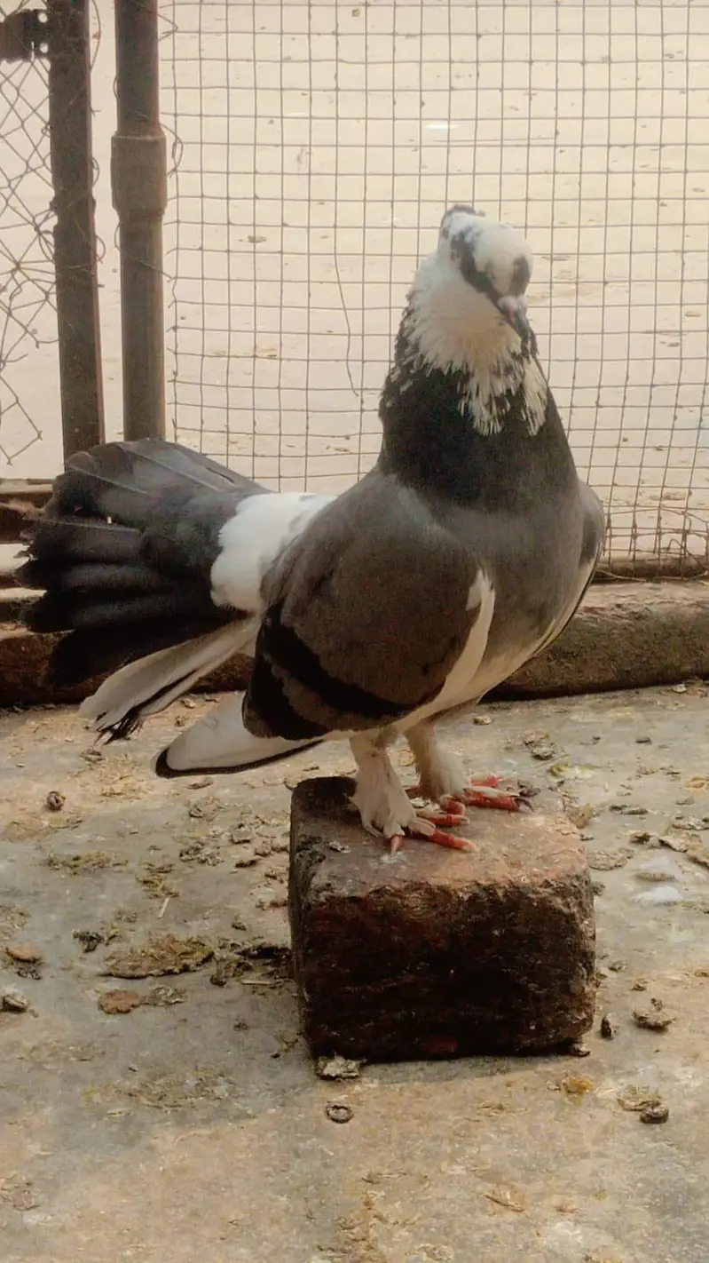 Golden egg laying hens and cage for sale — photo 11