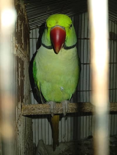 raw parrot full talking for sale