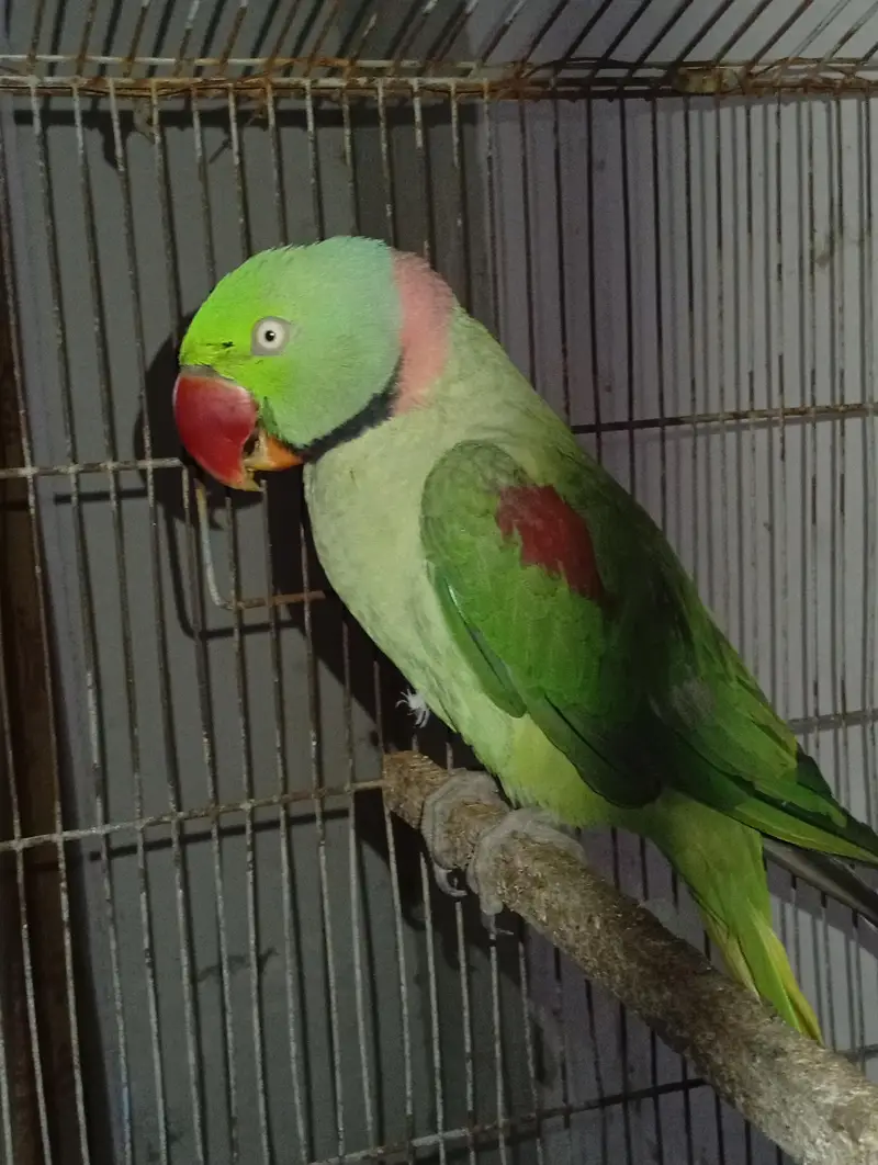 raw parrot full talking for sale — photo 2