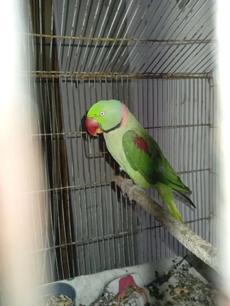 raw parrot full talking for sale — photo 3