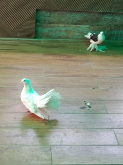 white lakkay fantail mix breeder pair and 1 swallow female