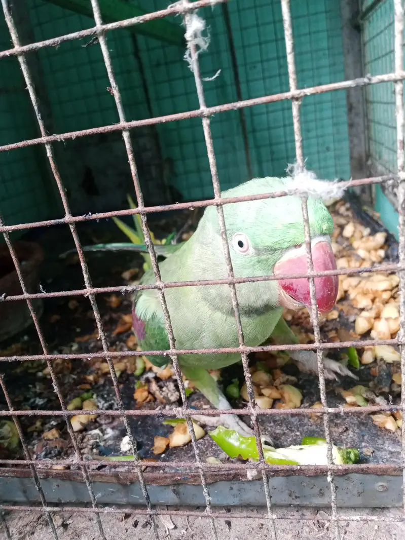 kashmiri Raw ki female — photo 8