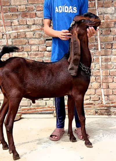  ٹاپ کوالٹی نگرا بکرا   بریڈنگ کے شوقین حضرات کے لیے شاندار انتخاب