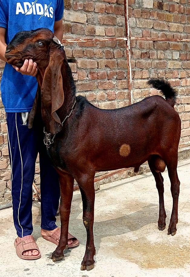  ٹاپ کوالٹی نگرا بکرا   بریڈنگ کے شوقین حضرات کے لیے شاندار انتخاب 1