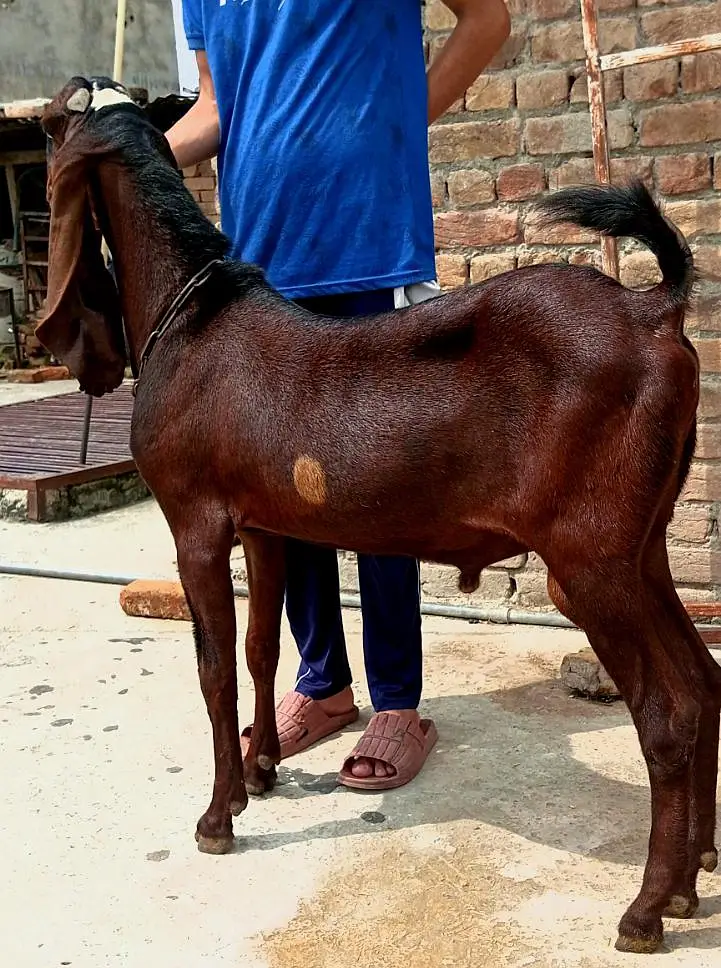  ٹاپ کوالٹی نگرا بکرا   بریڈنگ کے شوقین حضرات کے لیے شاندار انتخاب — photo 3