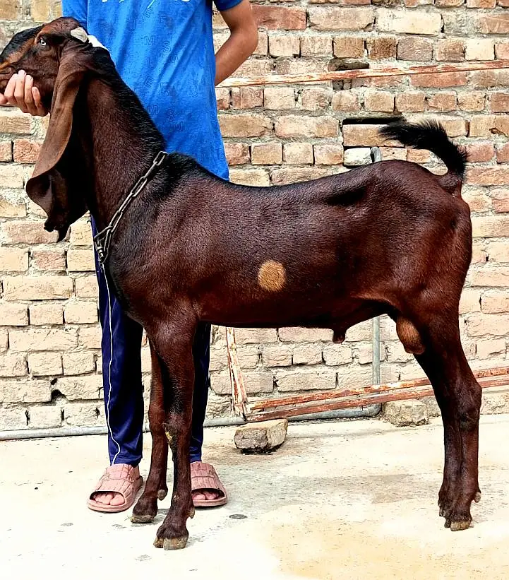  ٹاپ کوالٹی نگرا بکرا   بریڈنگ کے شوقین حضرات کے لیے شاندار انتخاب — photo 5