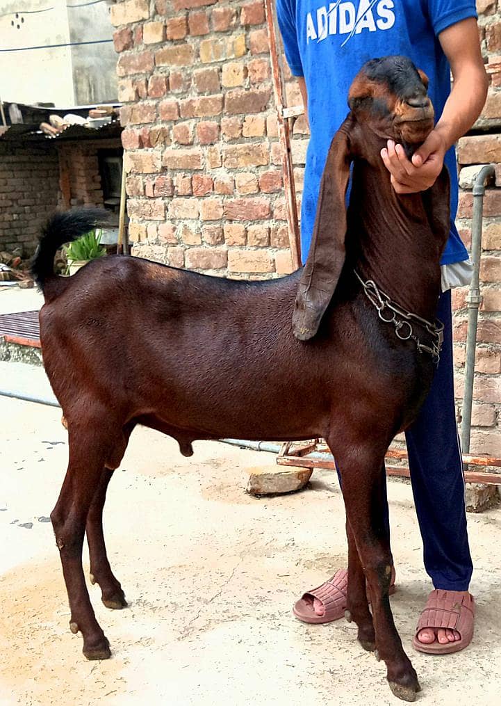  ٹاپ کوالٹی نگرا بکرا   بریڈنگ کے شوقین حضرات کے لیے شاندار انتخاب 5