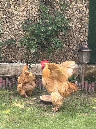 Golden buff healthy pair breeding pair best quality