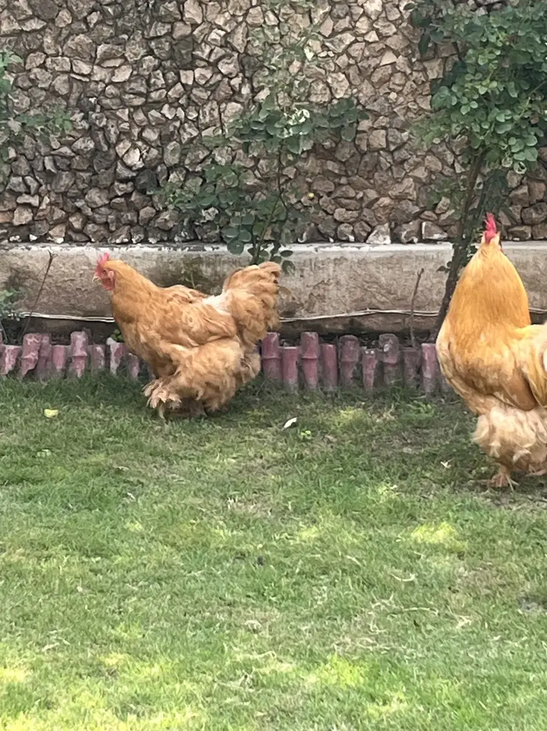 Golden buff healthy pair breeding pair best quality — photo 2