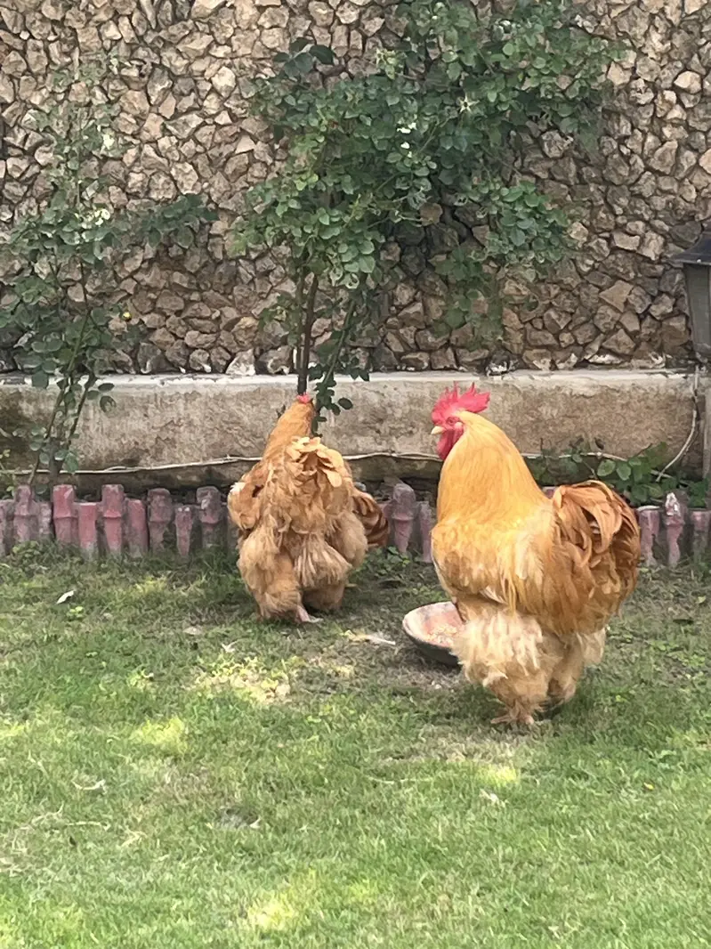 Golden buff healthy pair breeding pair best quality — photo 3