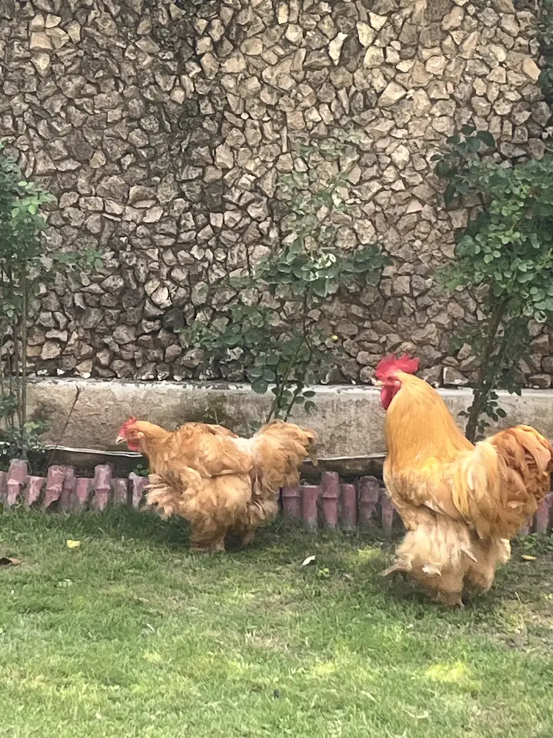 Golden buff healthy pair breeding pair best quality — photo 4