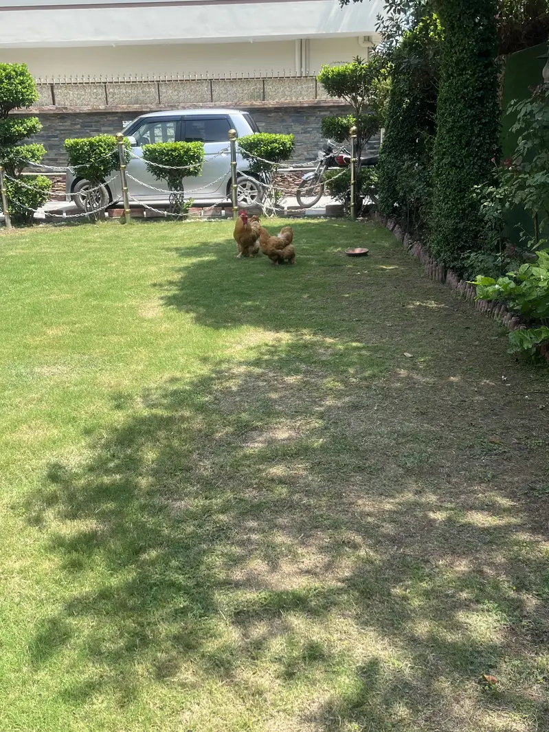 Golden buff healthy pair breeding pair best quality — photo 5