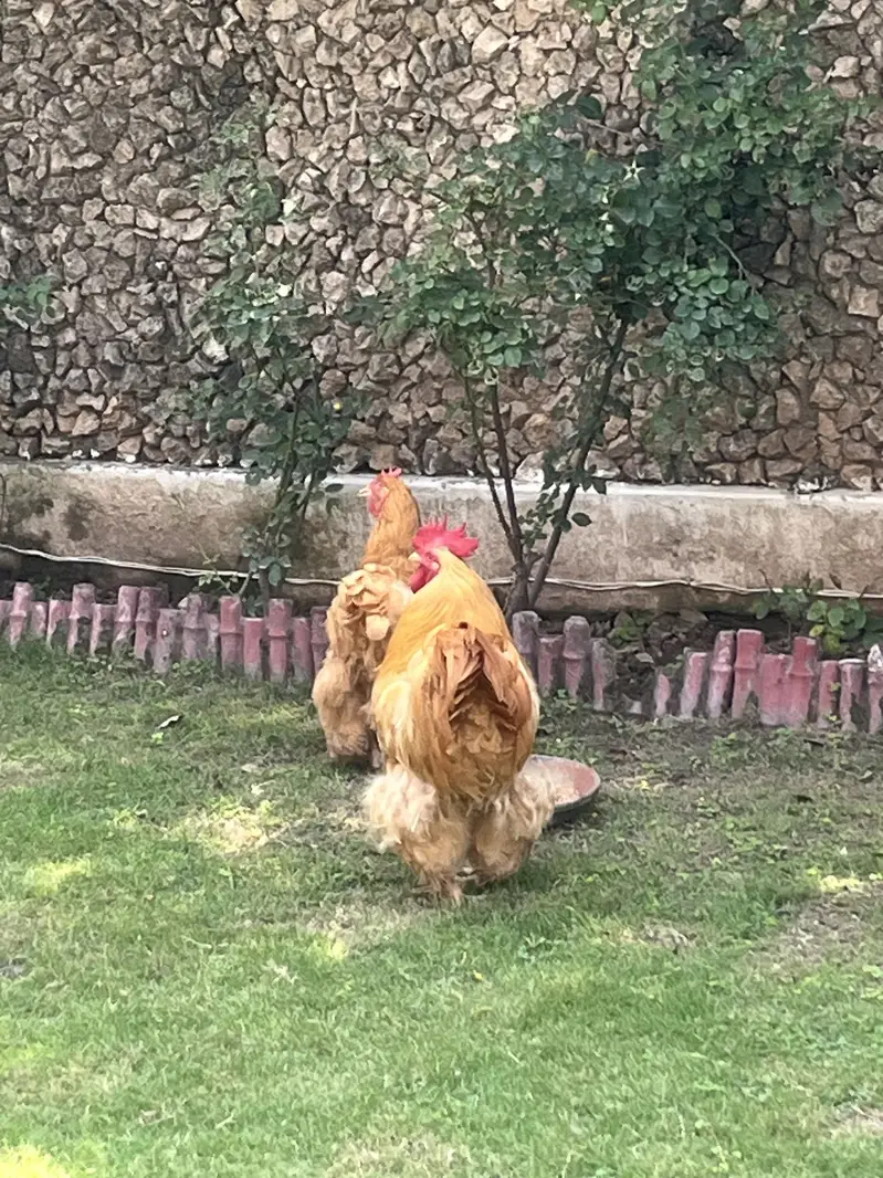 Golden buff healthy pair breeding pair best quality — photo 6