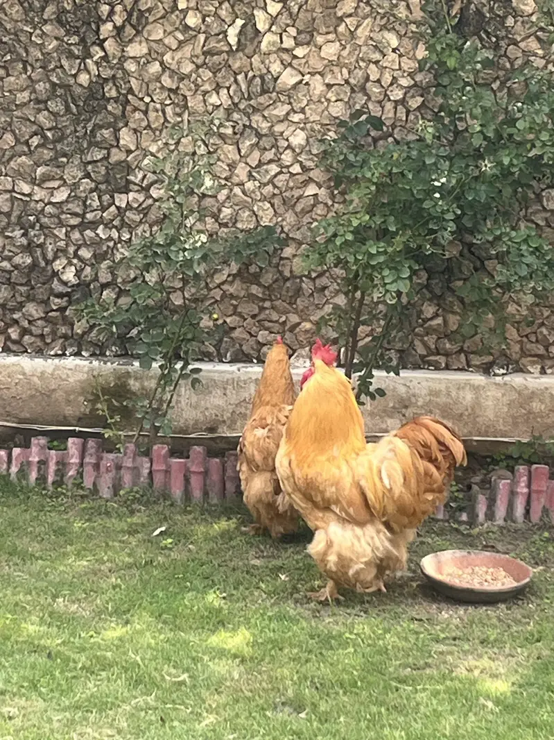 Golden buff healthy pair breeding pair best quality — photo 7
