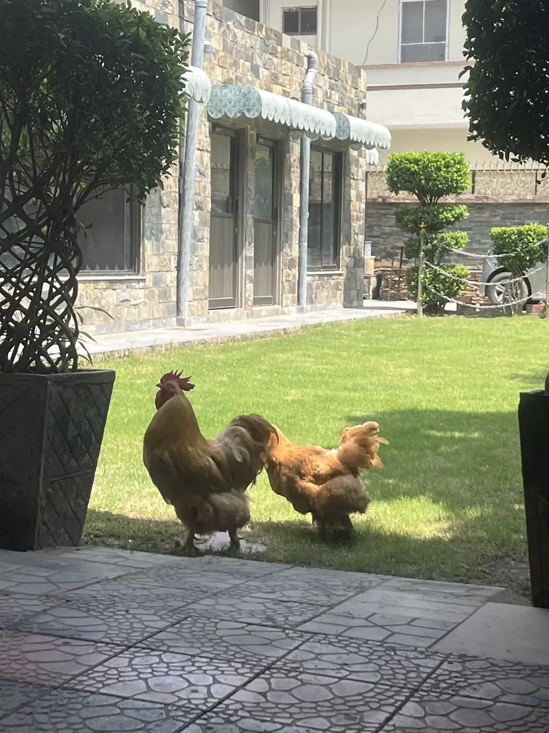 Golden buff healthy pair breeding pair best quality — photo 8