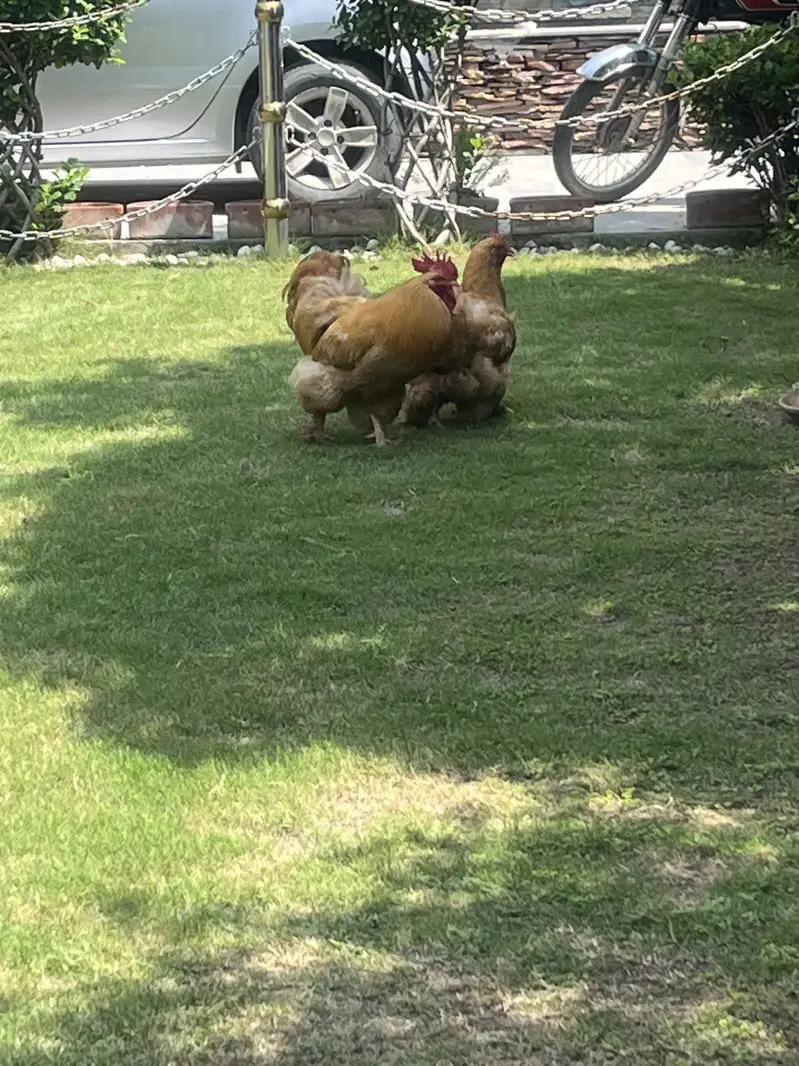 Golden buff healthy pair breeding pair best quality — photo 9