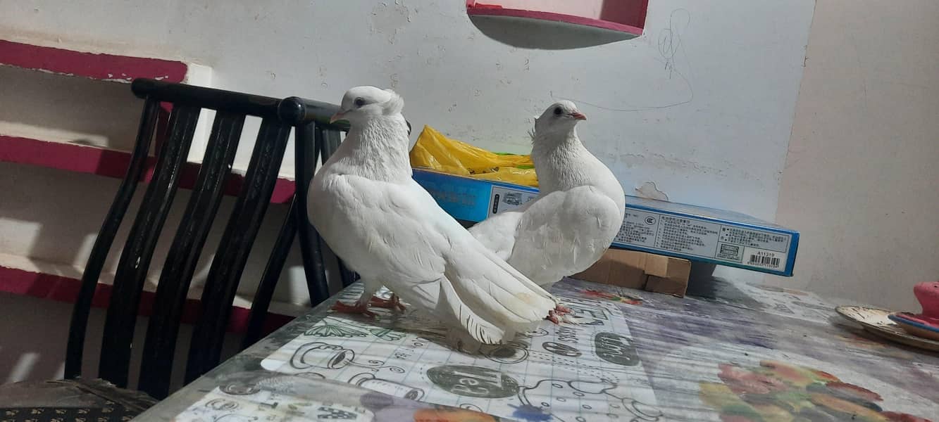 laaka pair 0