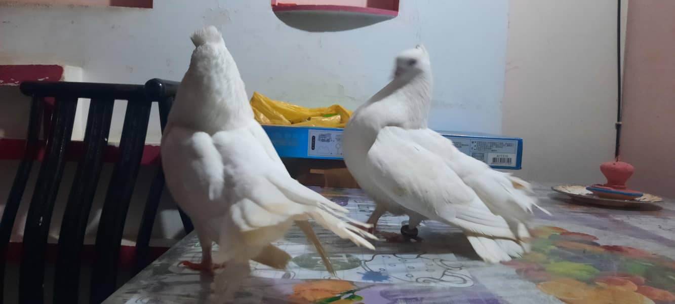 laaka pair 1