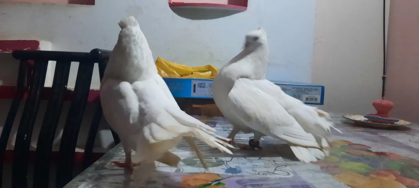 laaka pair — photo 2