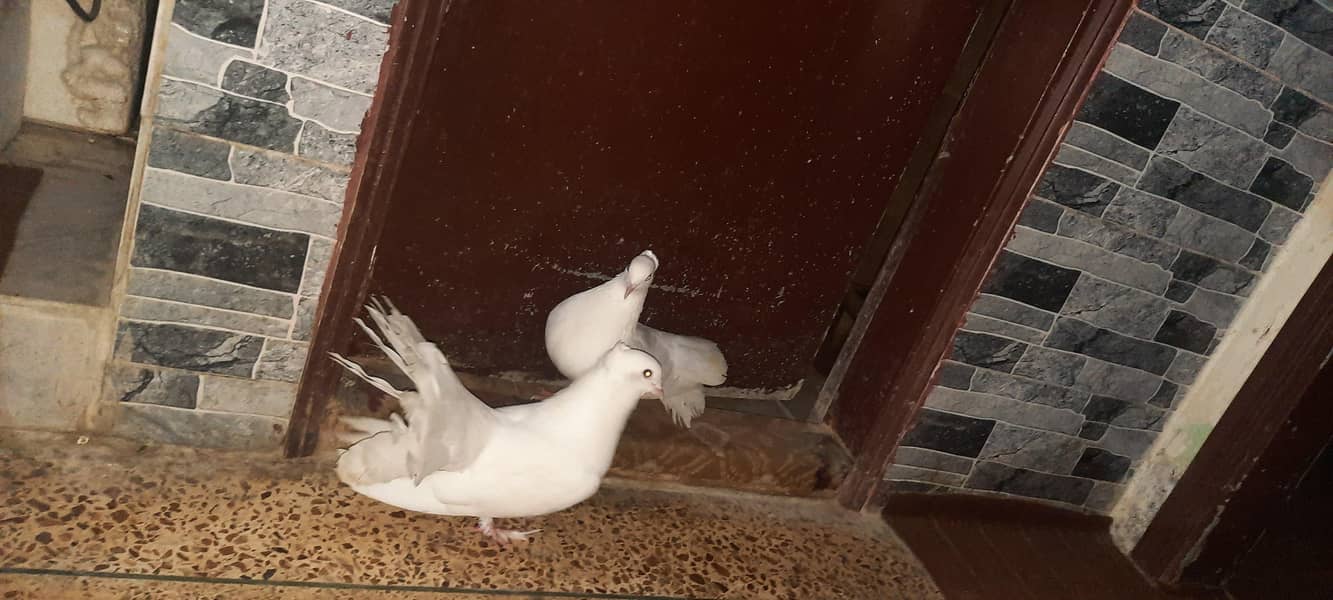 laaka pair 2