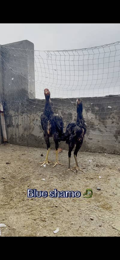Shamo pair for sale || pathia for sale || breeder pair for sale