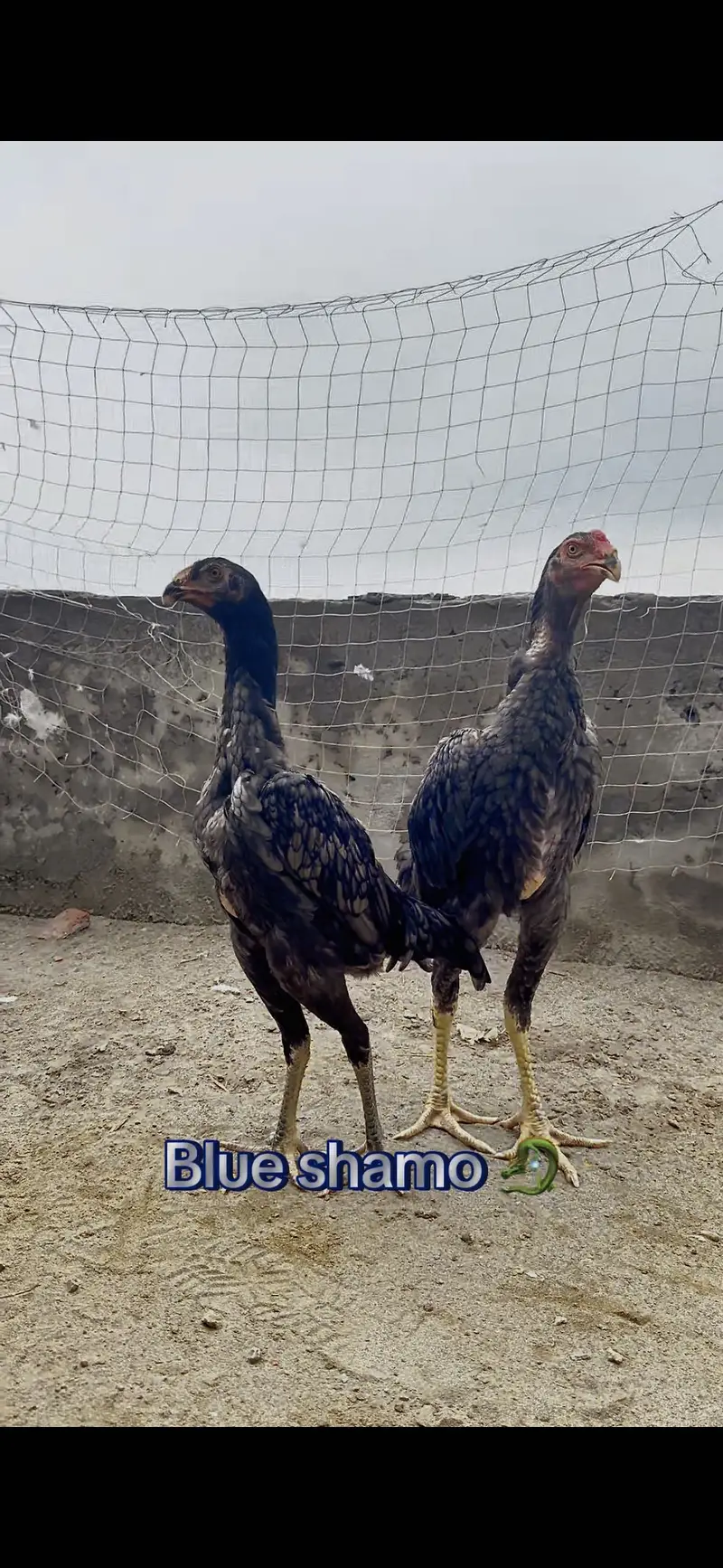 Shamo pair for sale || pathia for sale || breeder pair for sale — photo 2