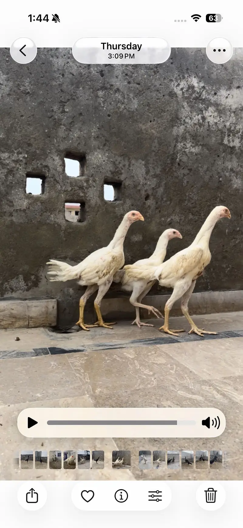 Shamo pair for sale || pathia for sale || breeder pair for sale — photo 3