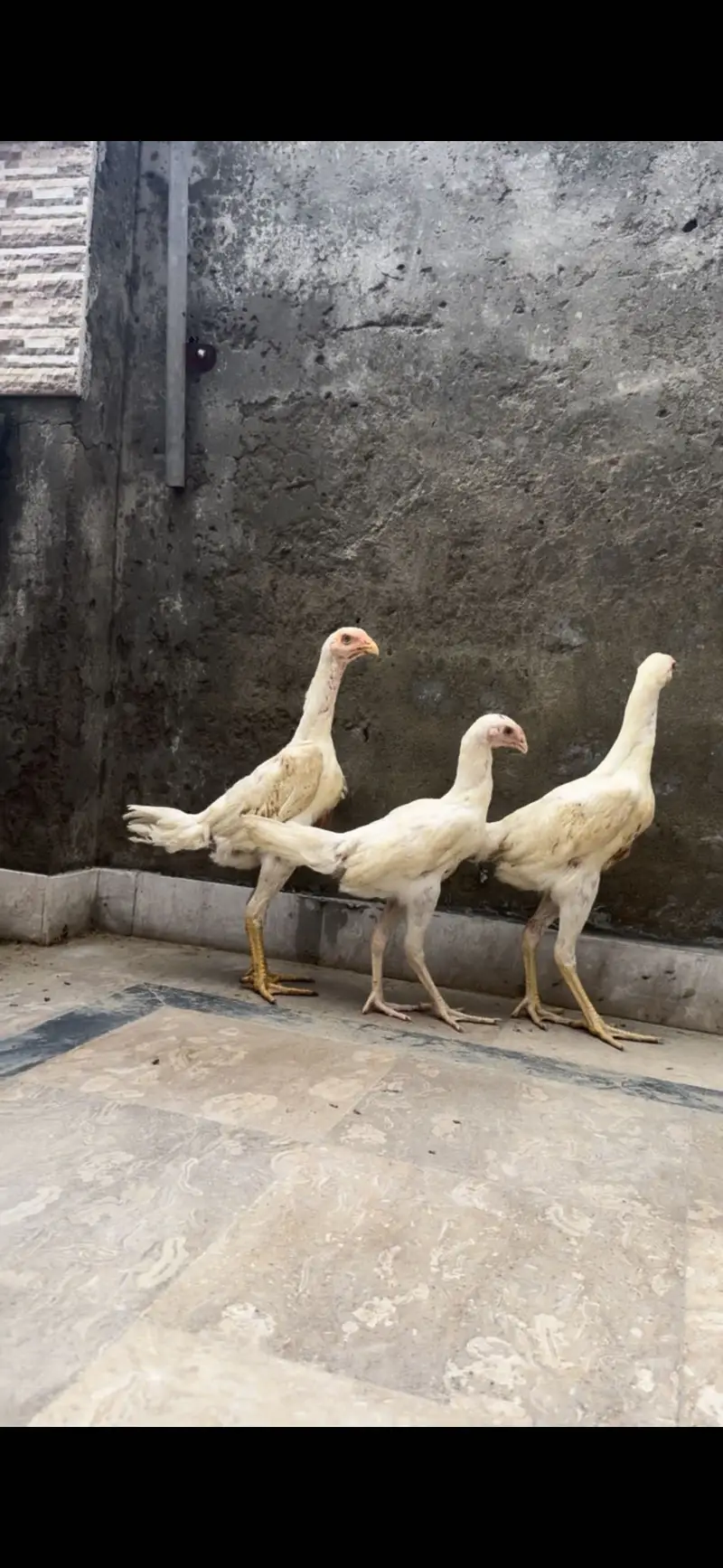 Shamo pair for sale || pathia for sale || breeder pair for sale — photo 4