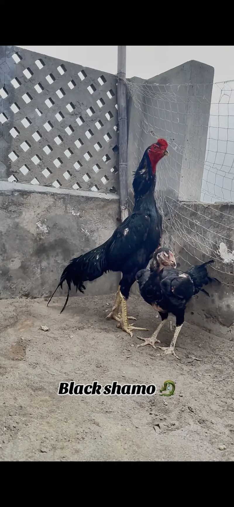 Shamo pair for sale || pathia for sale || breeder pair for sale — photo 5