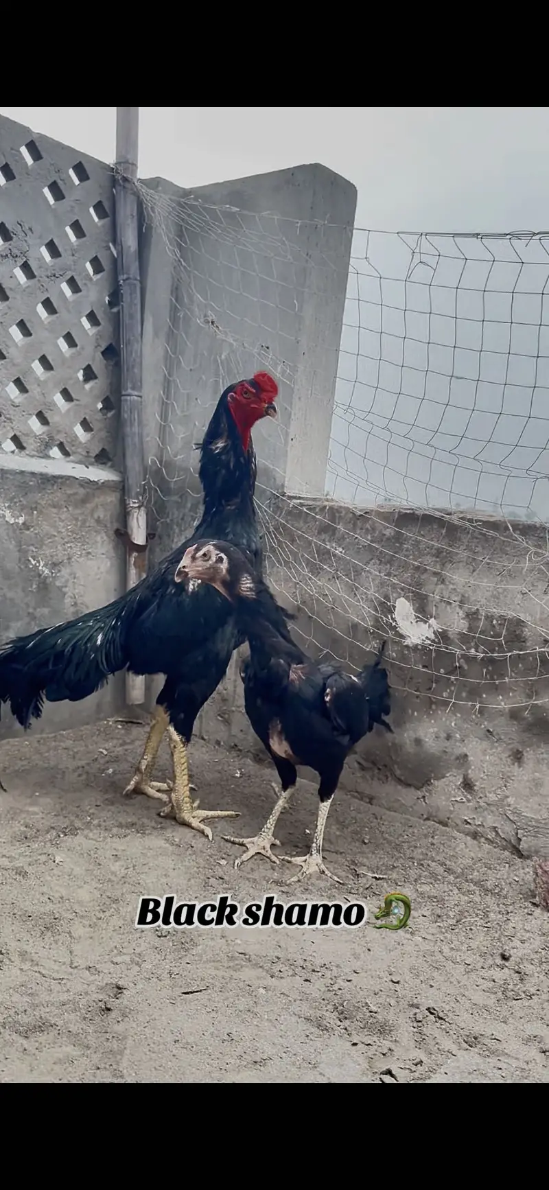 Shamo pair for sale || pathia for sale || breeder pair for sale — photo 6