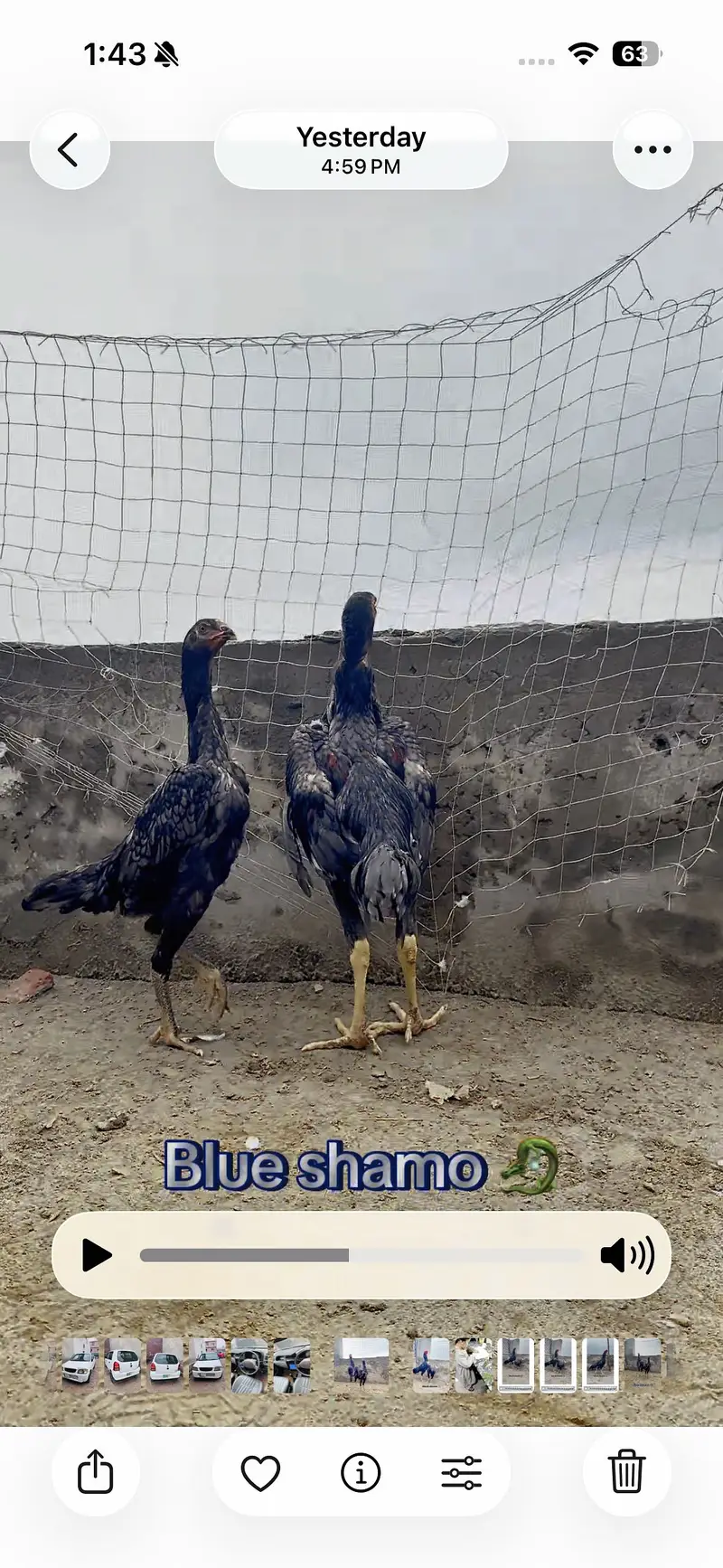Shamo pair for sale || pathia for sale || breeder pair for sale — photo 7