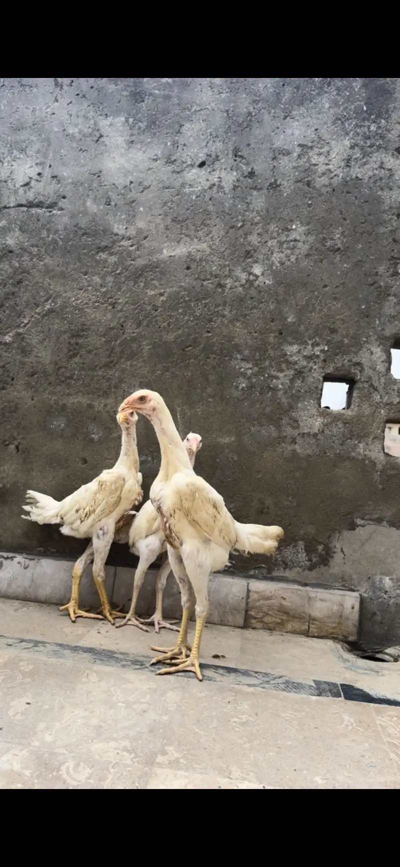 Shamo pair for sale || pathia for sale || breeder pair for sale — photo 9