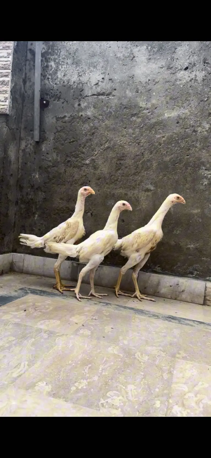 Shamo pair for sale || pathia for sale || breeder pair for sale — photo 10