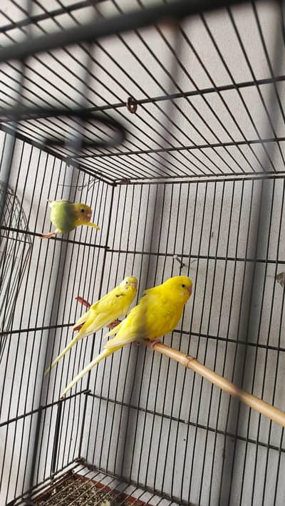 Birds for sale healthy and active