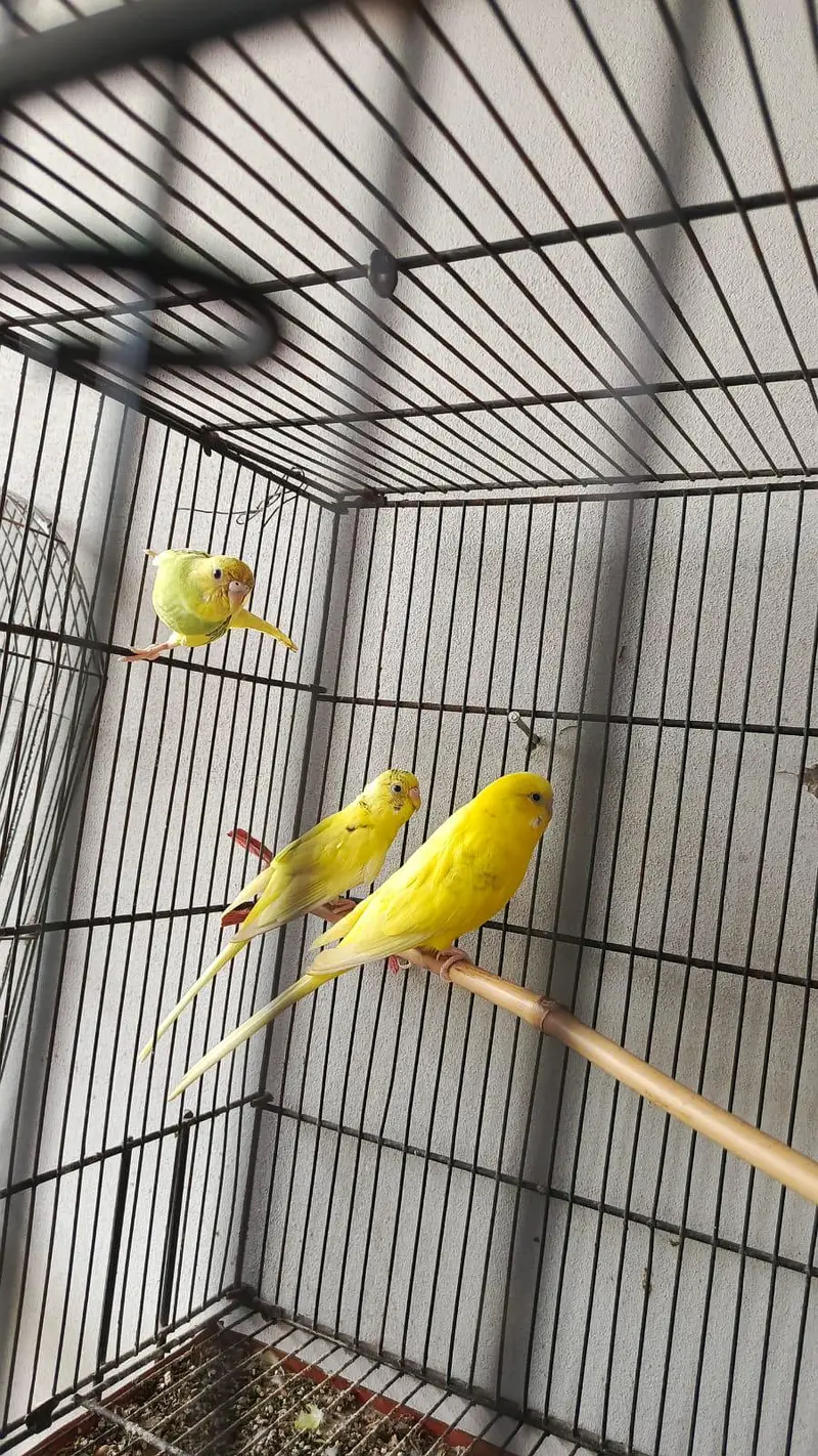Birds for sale healthy and active — photo 2