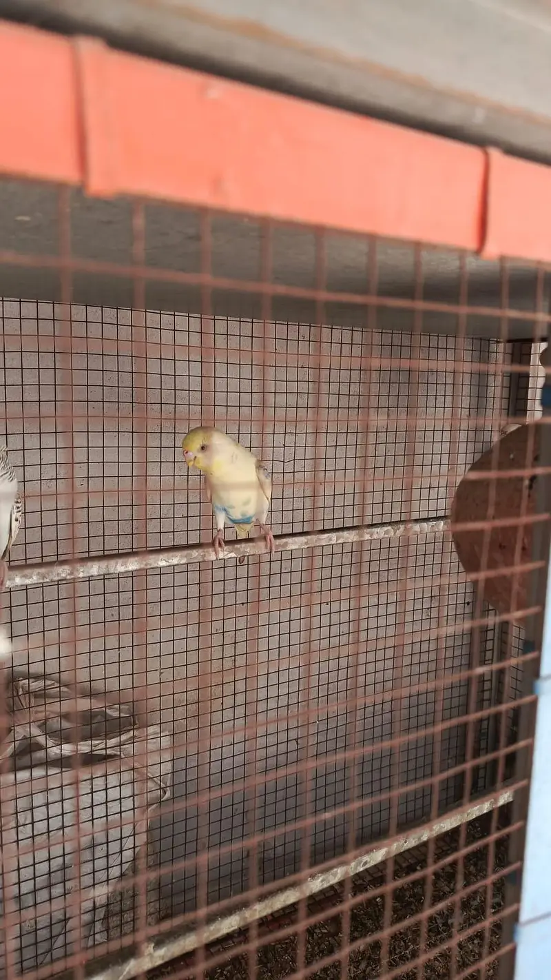 Birds for sale healthy and active — photo 3