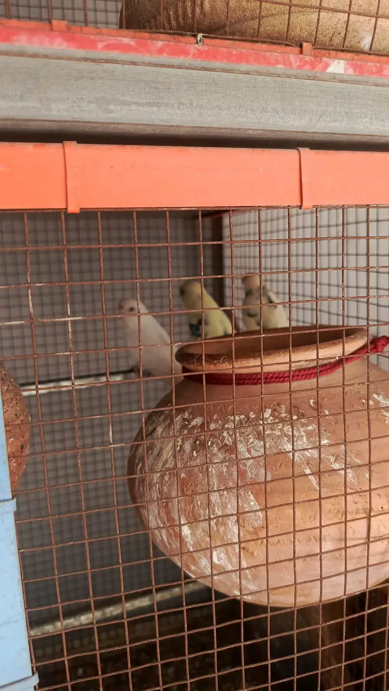 Birds for sale healthy and active — photo 4