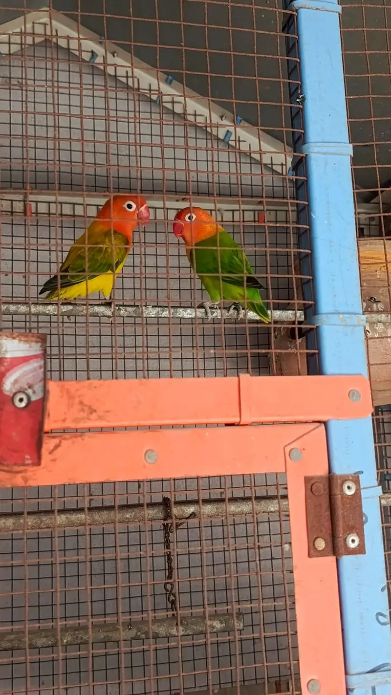 Birds for sale healthy and active — photo 5
