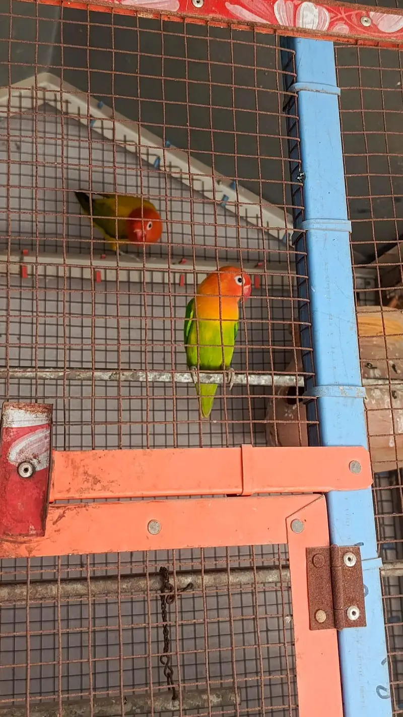 Birds for sale healthy and active — photo 6
