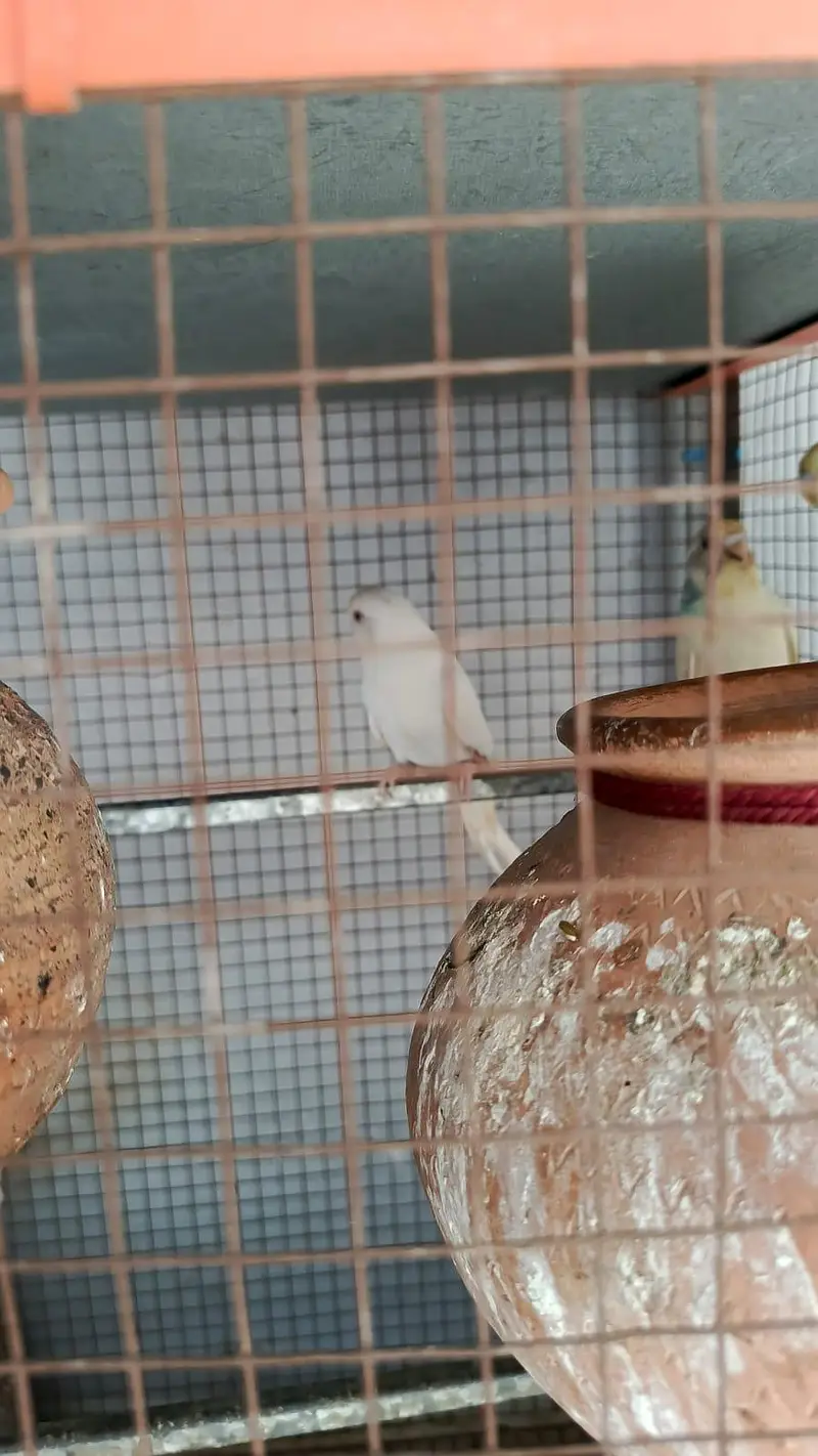 Birds for sale healthy and active — photo 7