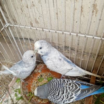 parrots