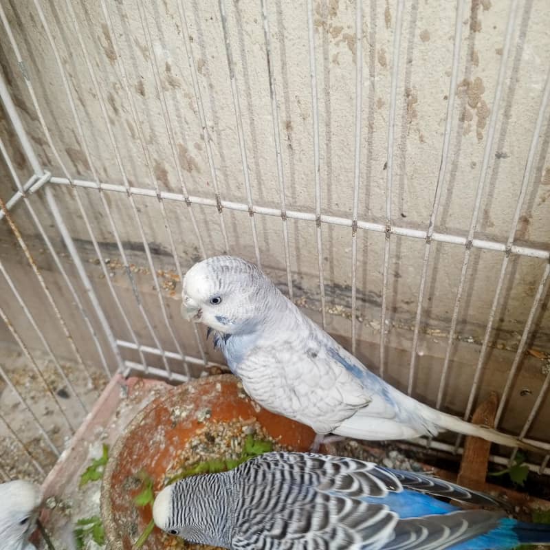 parrots 1