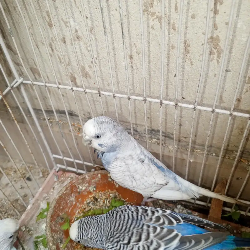 parrots — photo 2