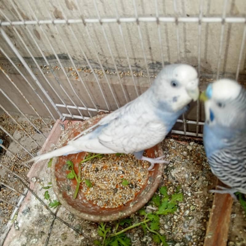 parrots 2